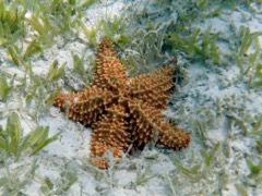 Cushion Sea Star 8